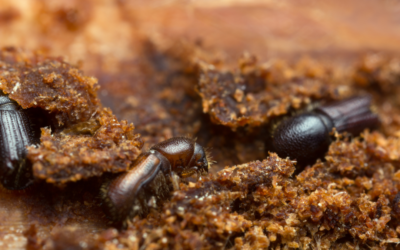 How To Get Rid of  Wood Borers in Furniture – Your Guide to a Pest-Free Home